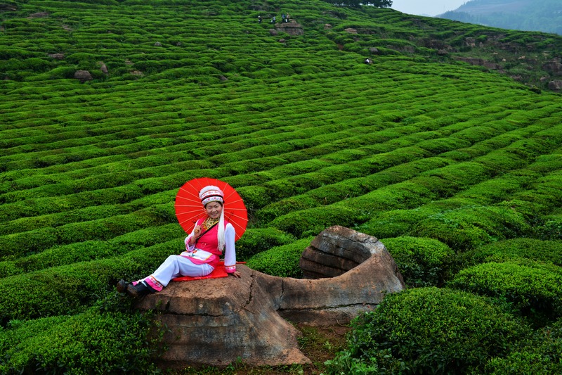 茶园