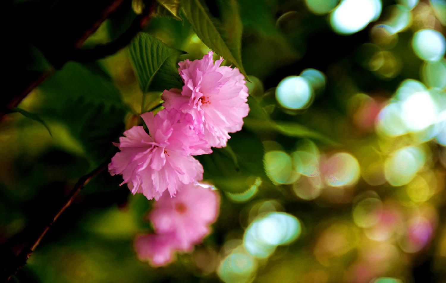 如梦花影