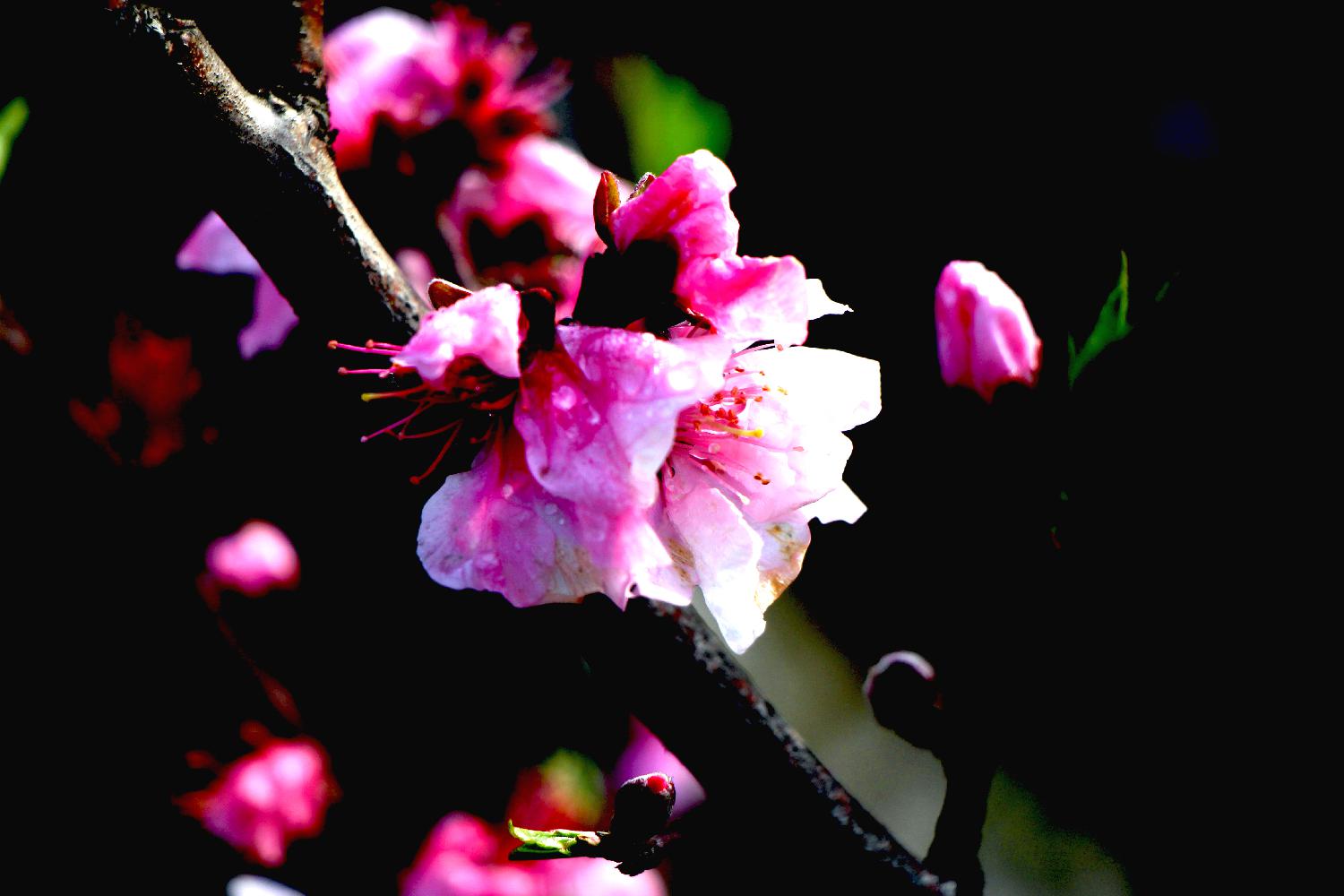 桃花