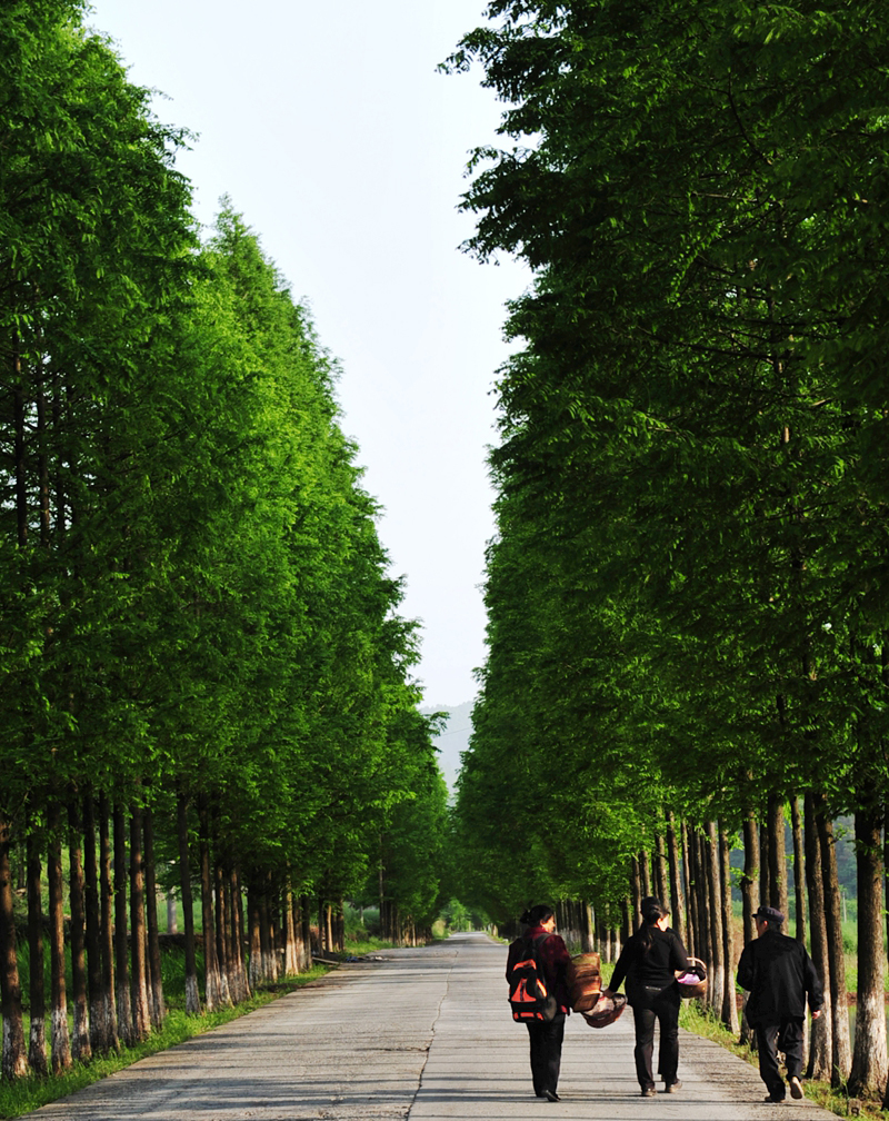 乡村马路