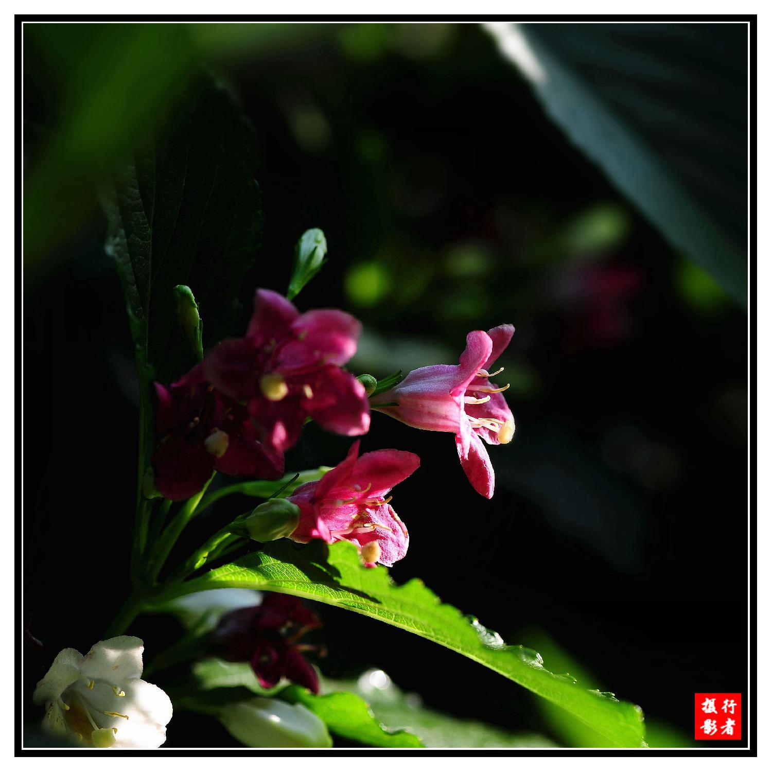 双色花（5）