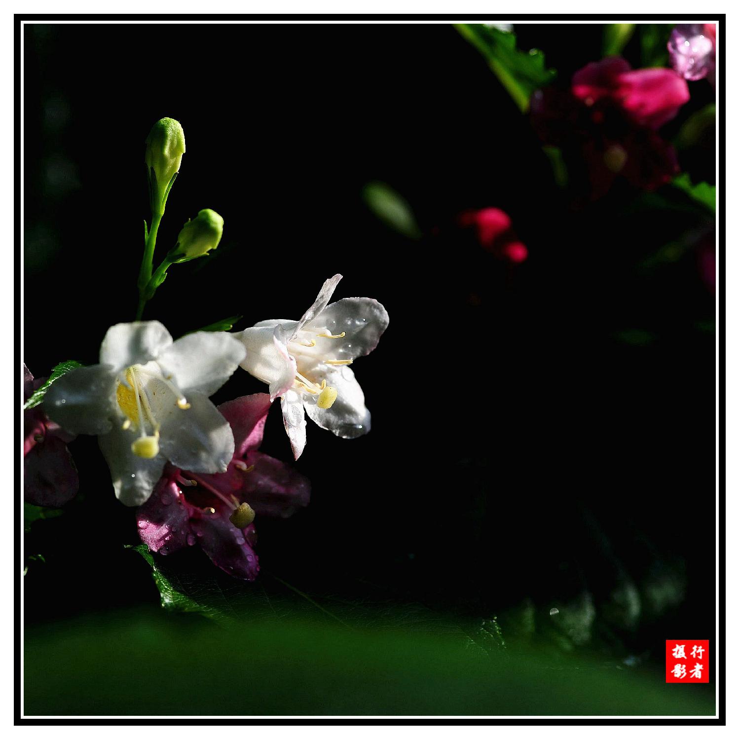双色花（4）