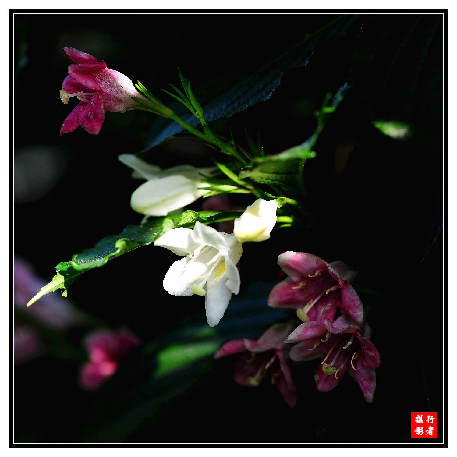 双色花（2）