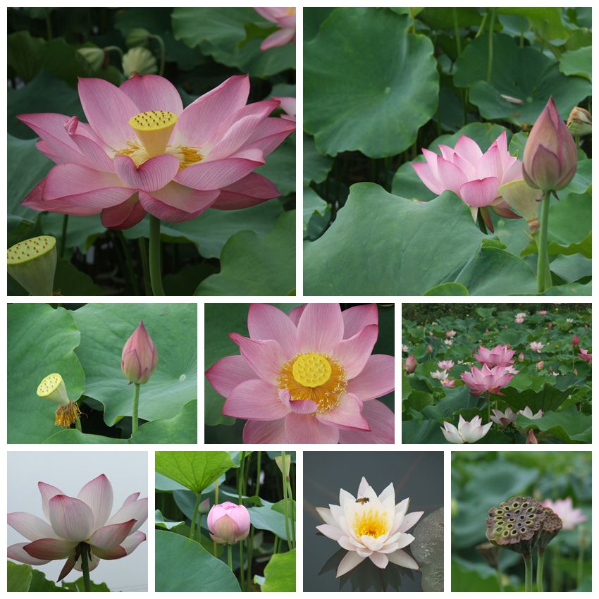 荷花