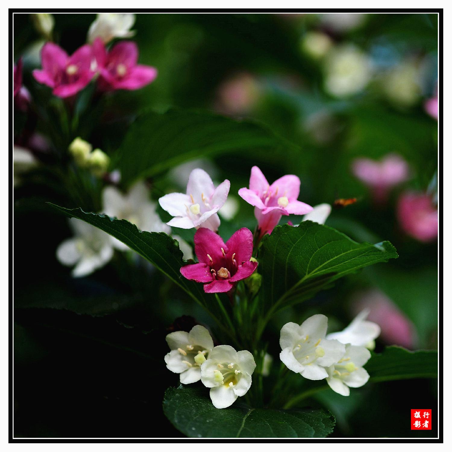 双色花（3）