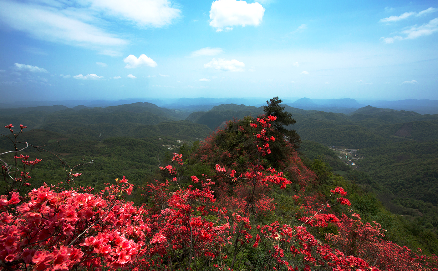 湖田垭映山红6