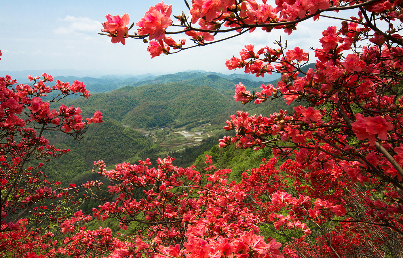 湖田垭映山红2