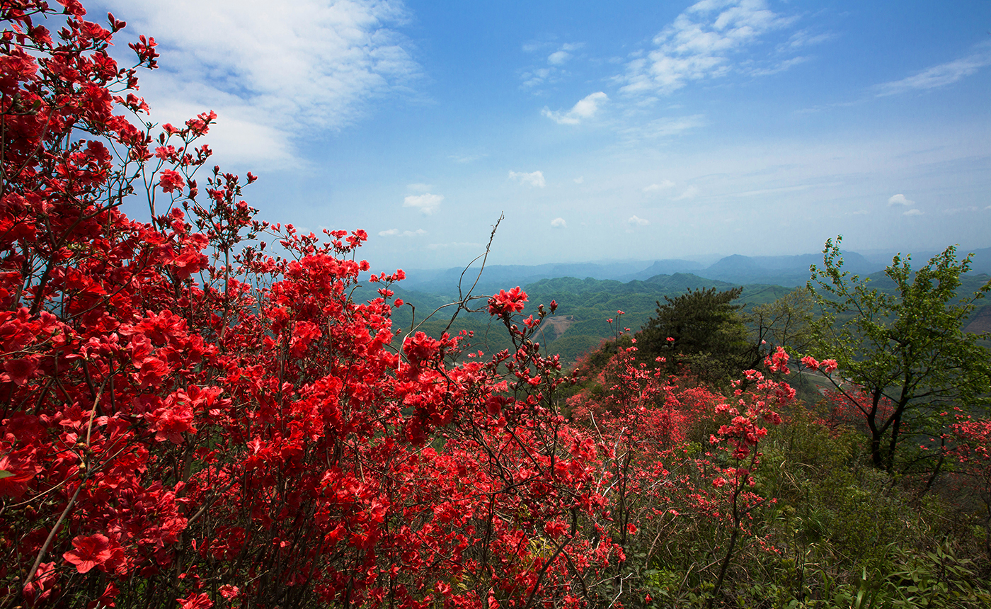 湖田垭映山红1