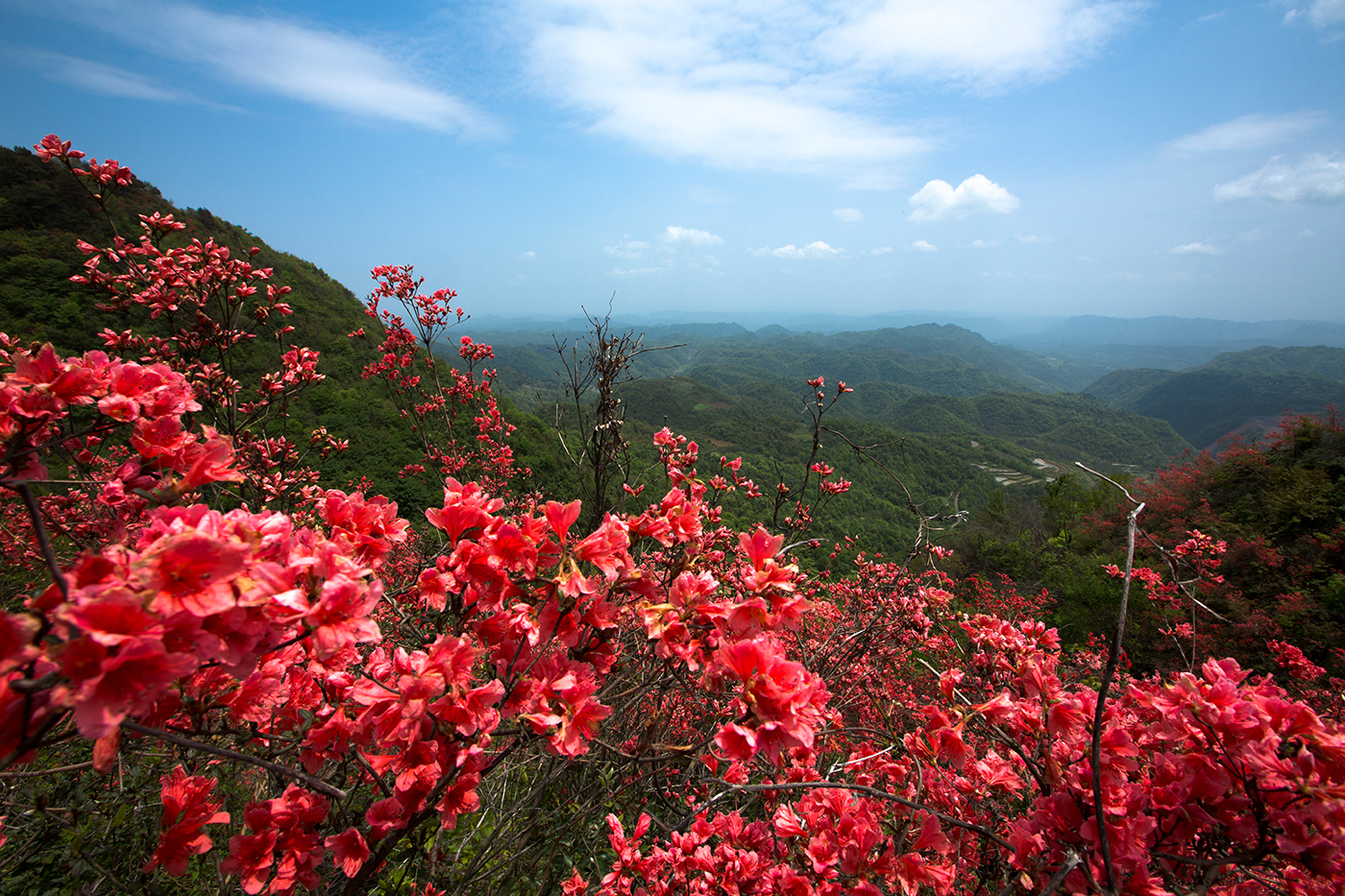 湖田垭映山红4