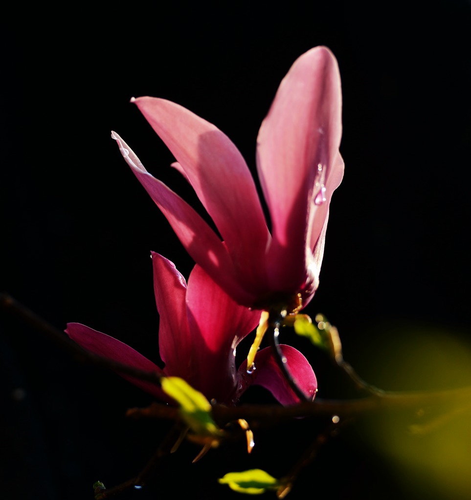 玉兰花