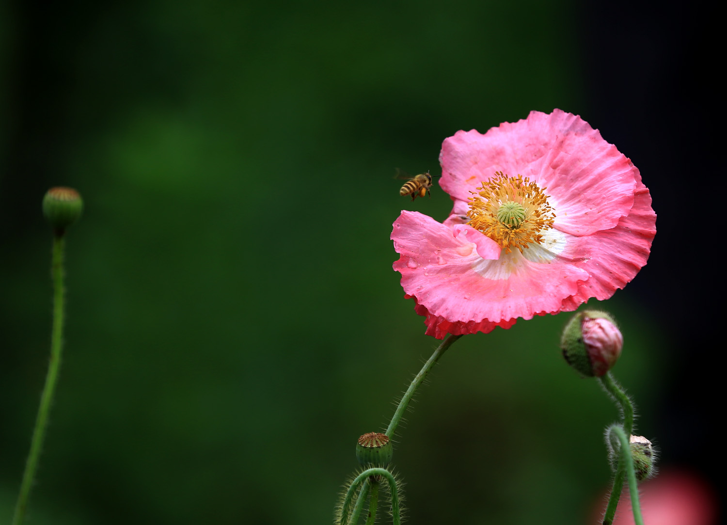 蜜蜂采蜜忙