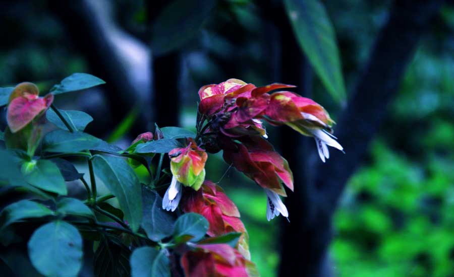龙虾花