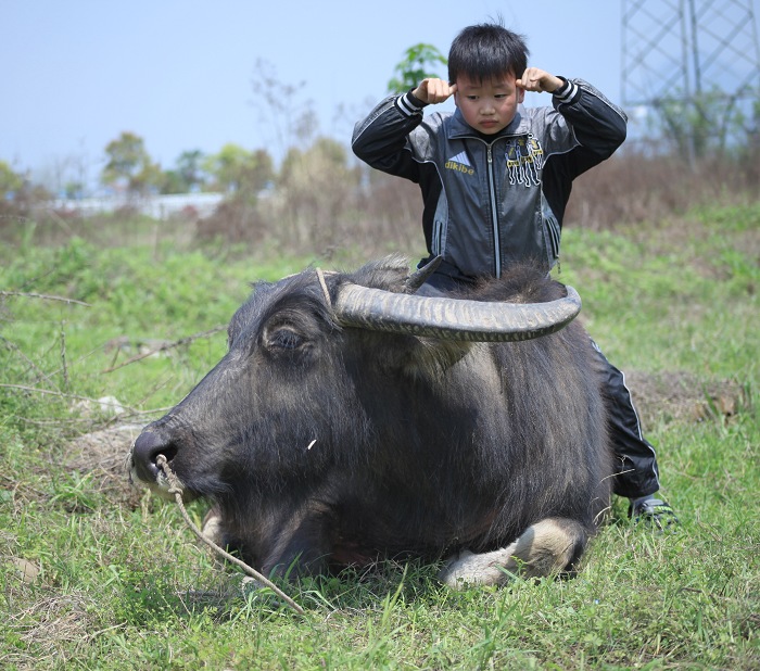 孩童逗牛