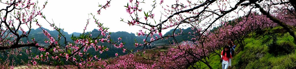 行走桃花运