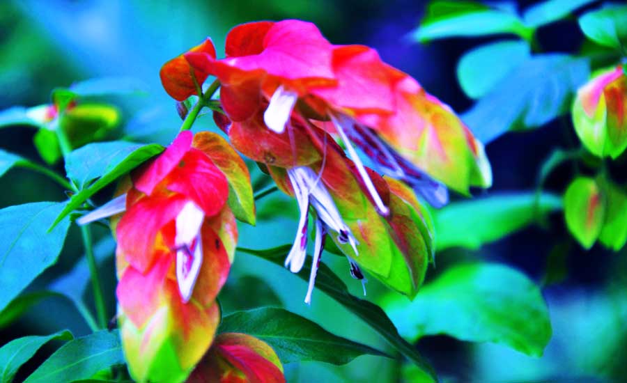 龙虾花-2