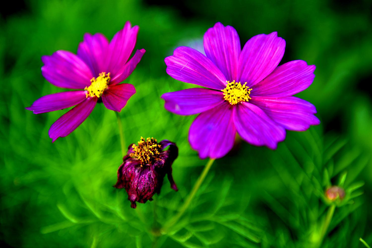 花开花谢