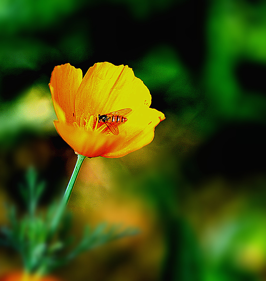 蜂儿恋花
