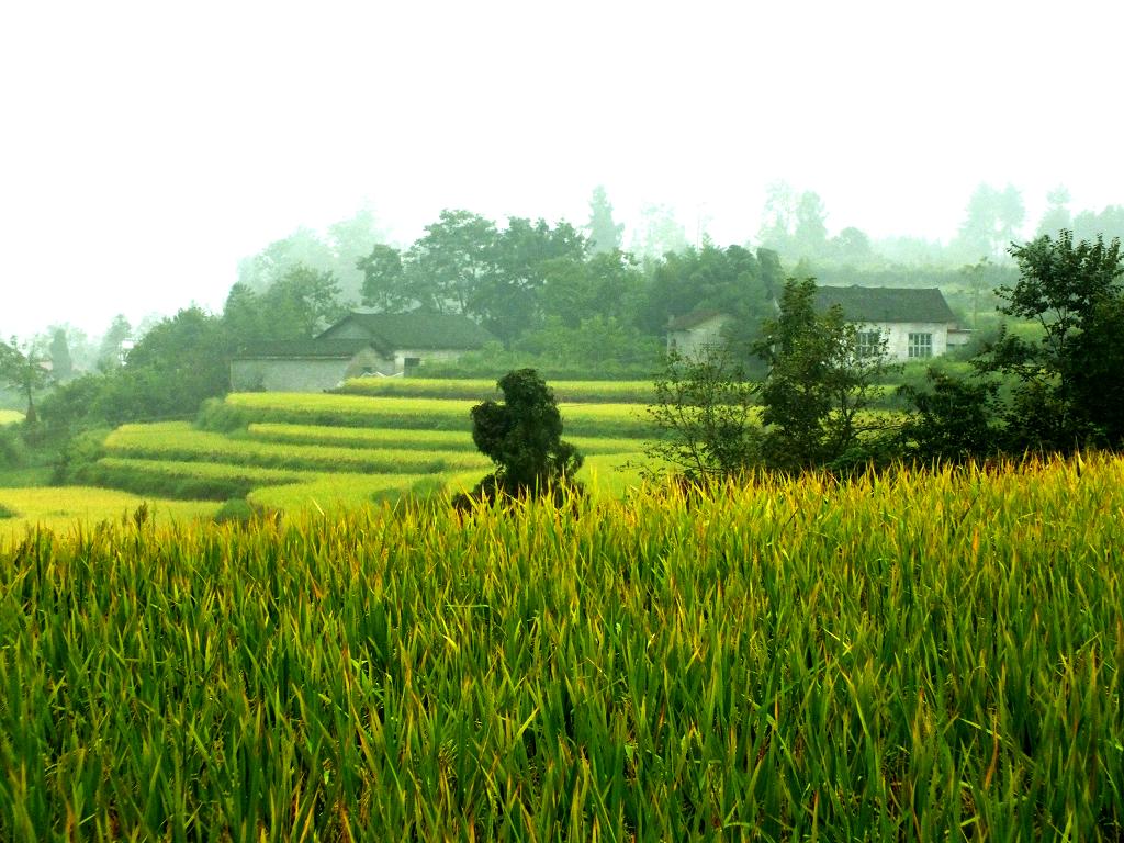 丰收景像