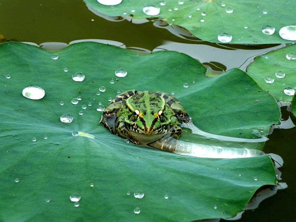青蛙
