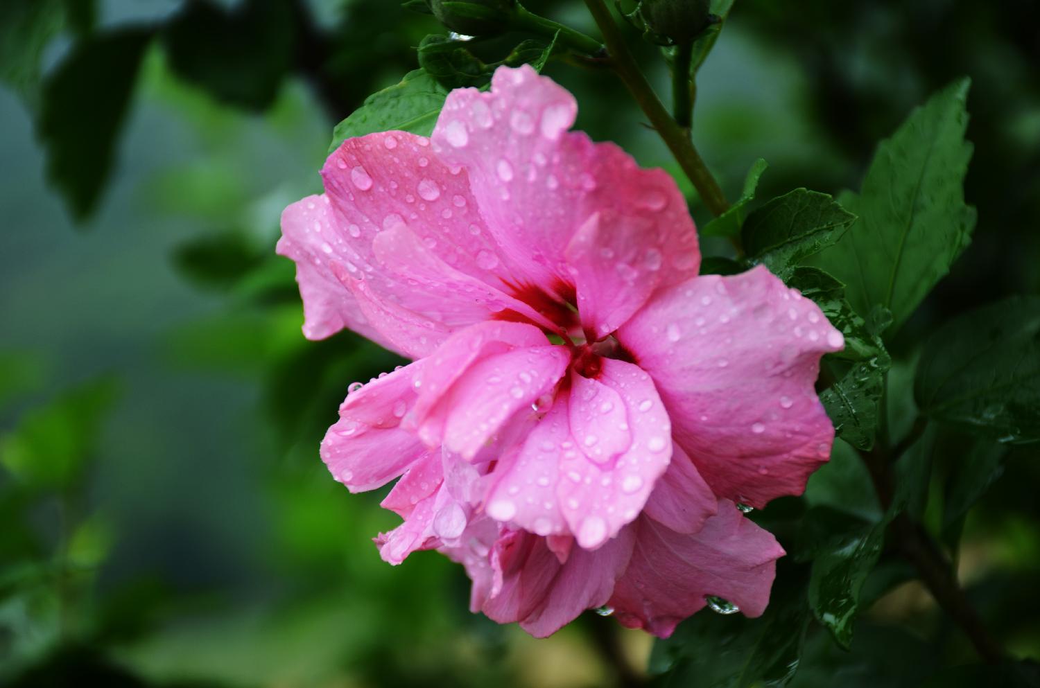 雨中木槿花