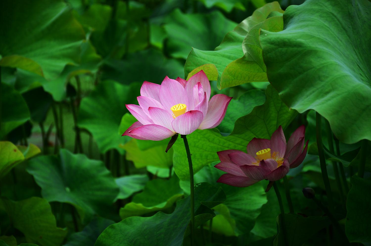 荷花
