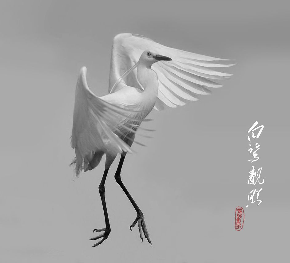 白鹭靓照
