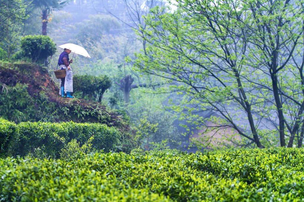 菜茶