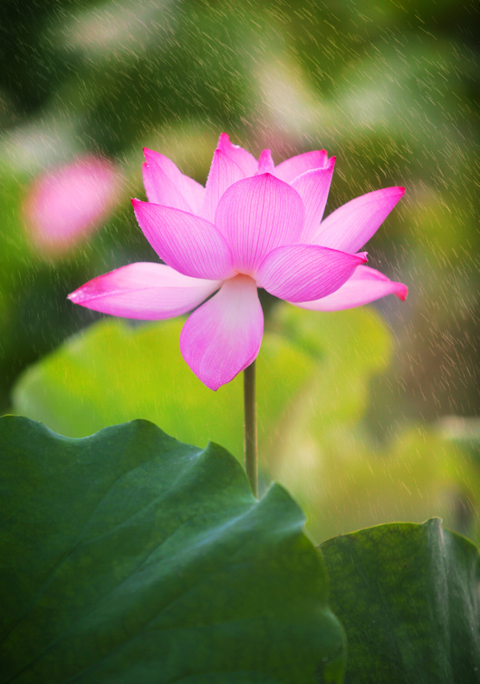 雨荷