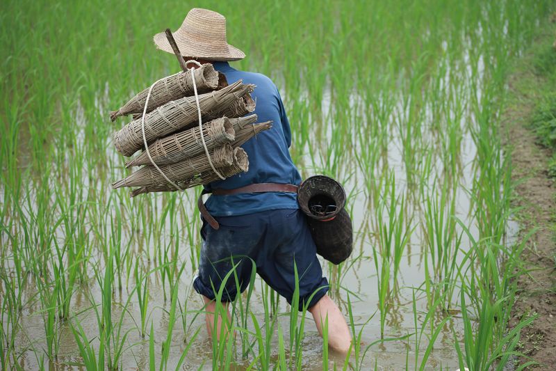 诱泥鰍(二)