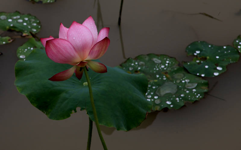 荷花