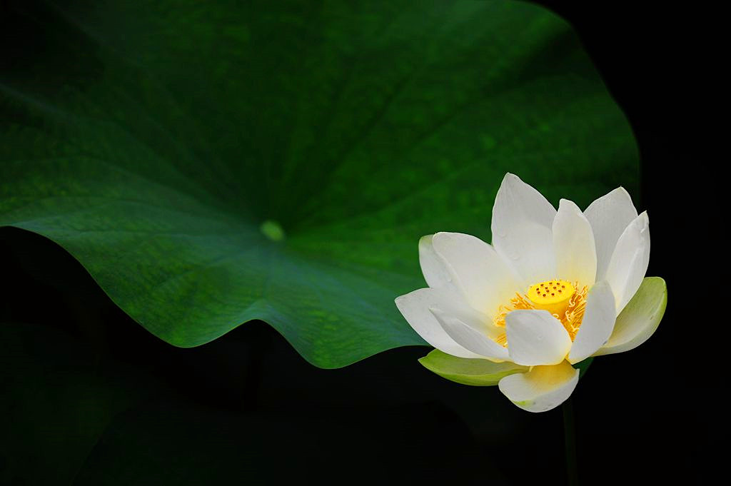 洁