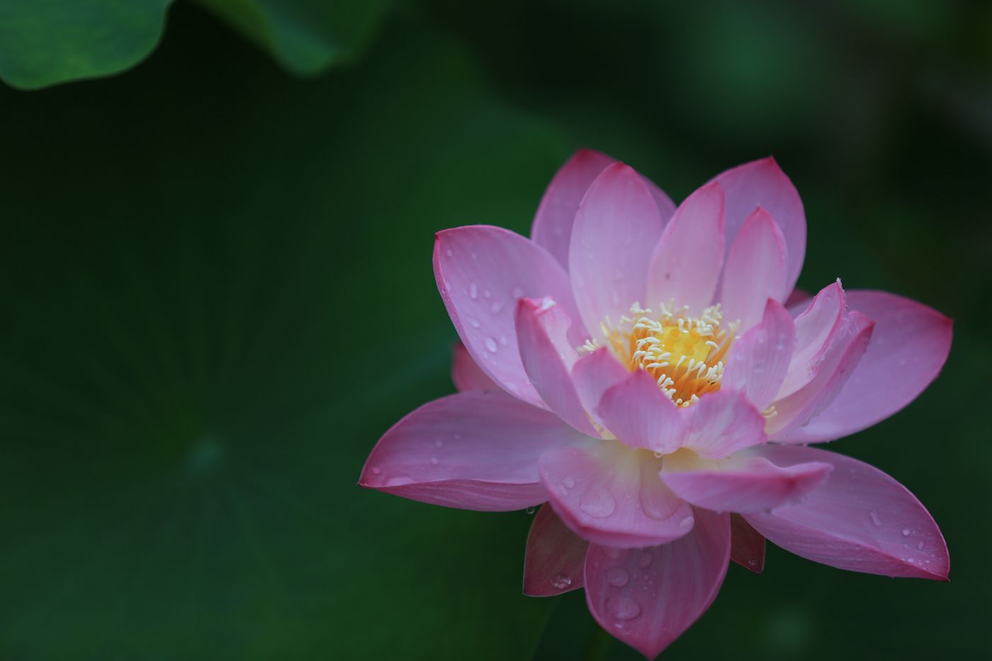 荷花2