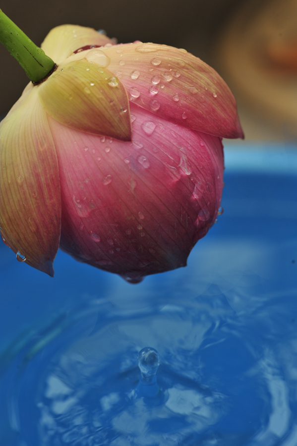 雨荷