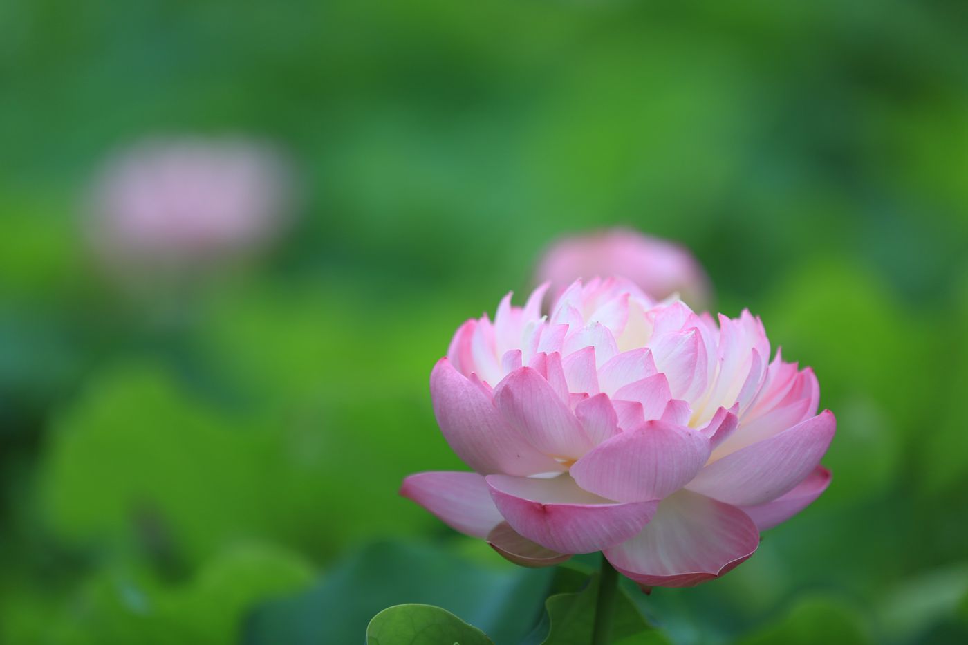 荷花3