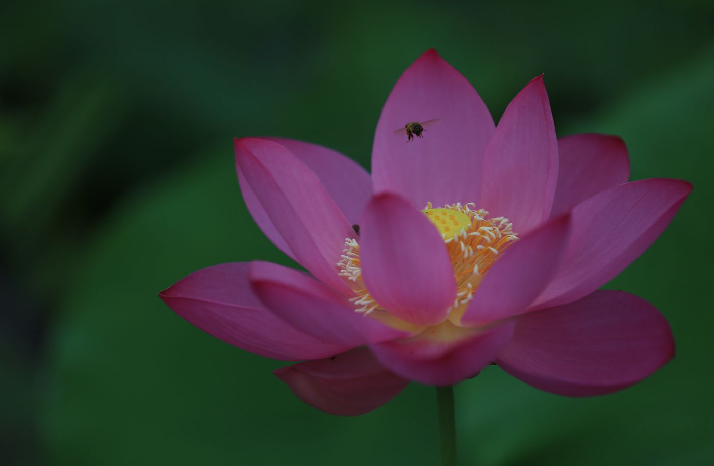 荷花1