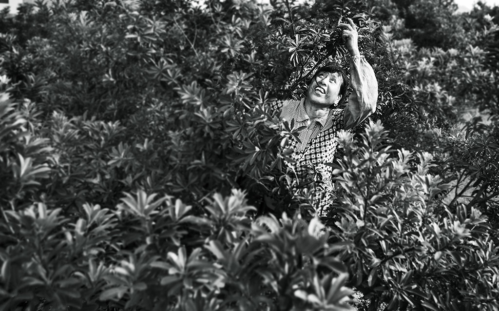杨梅熟了