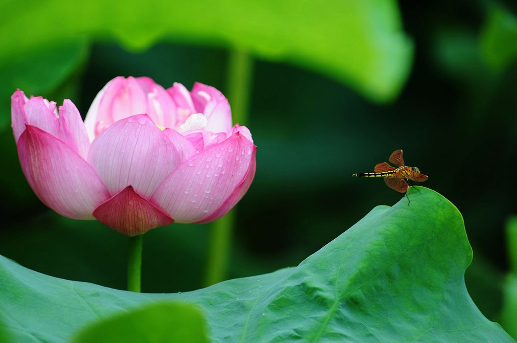 荷花