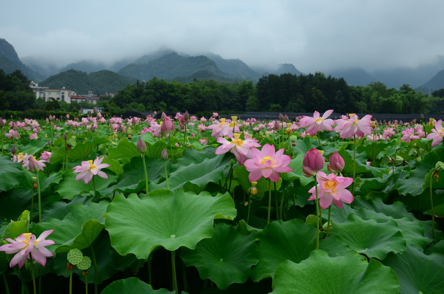 雨中荷