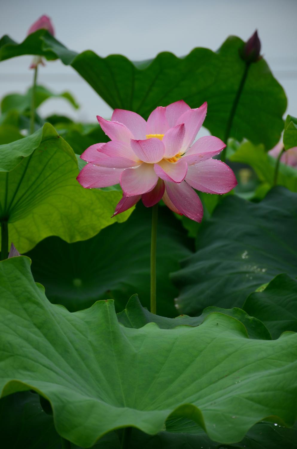 荷