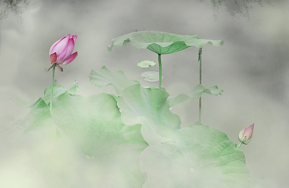梦荷