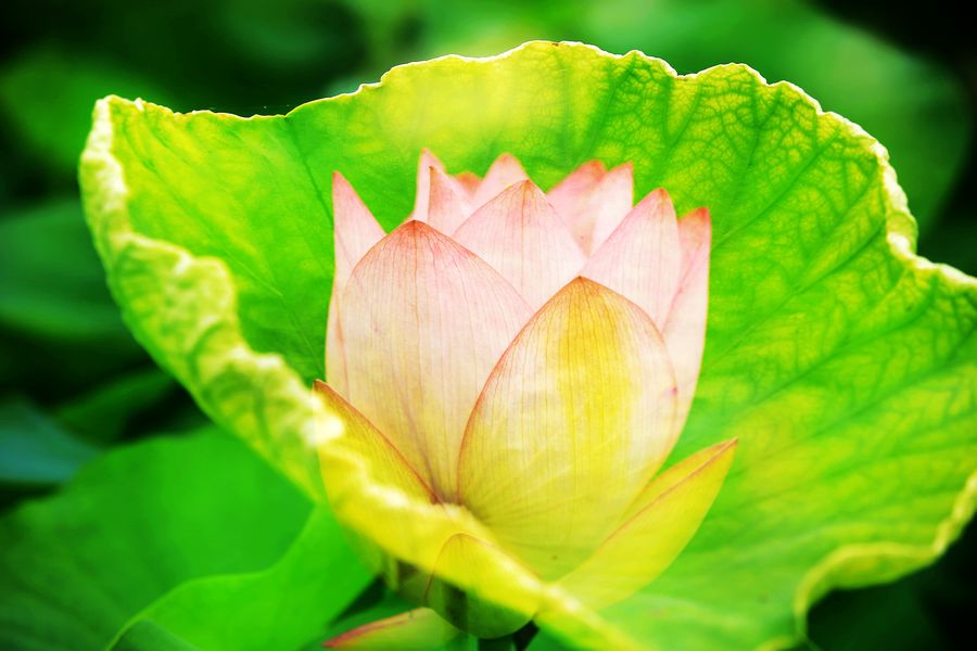荷花
