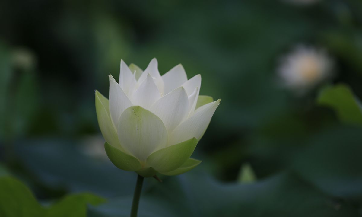 夏荷