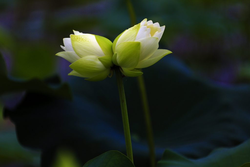 并帝莲花