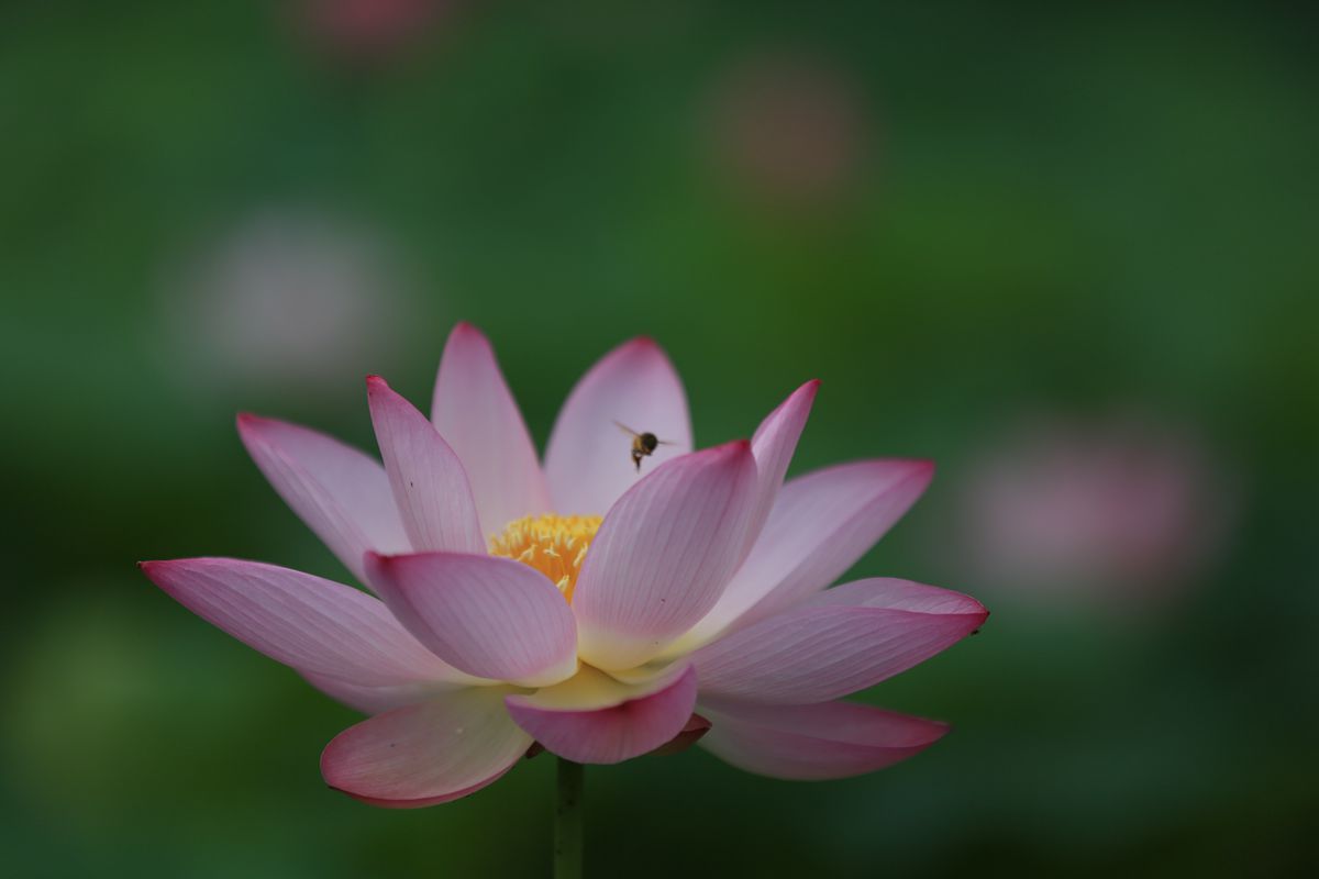 荷