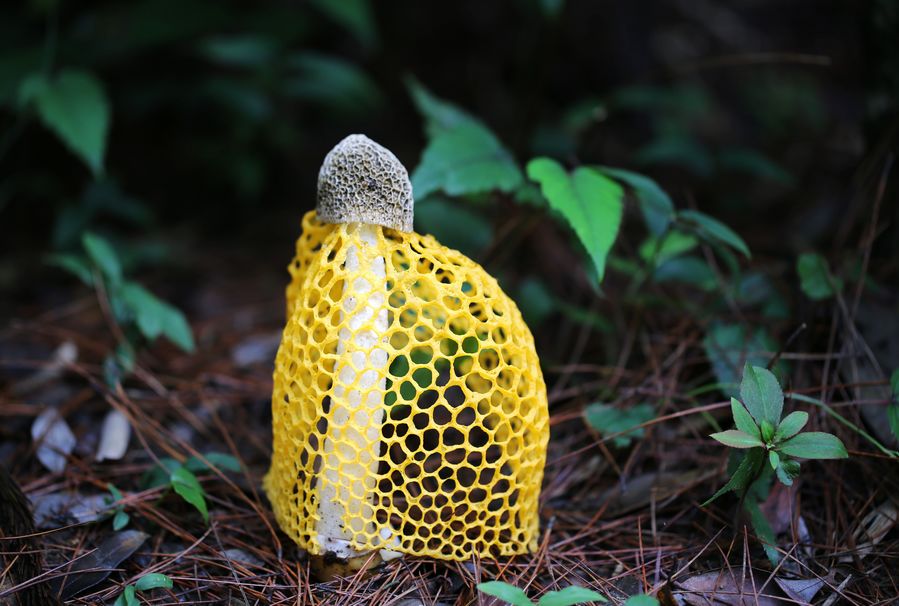 仙人菌