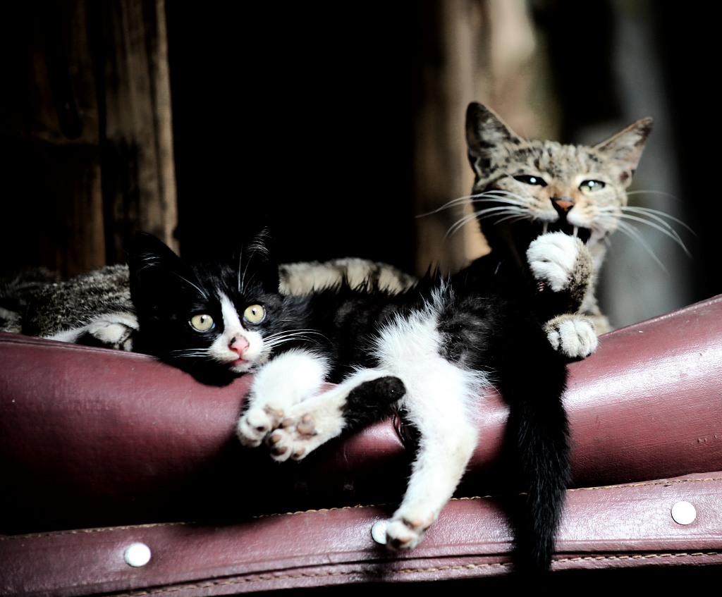 猫