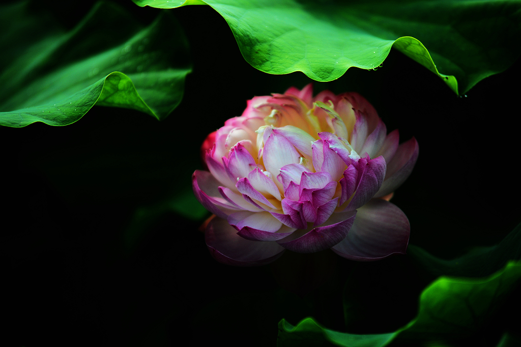 荷5