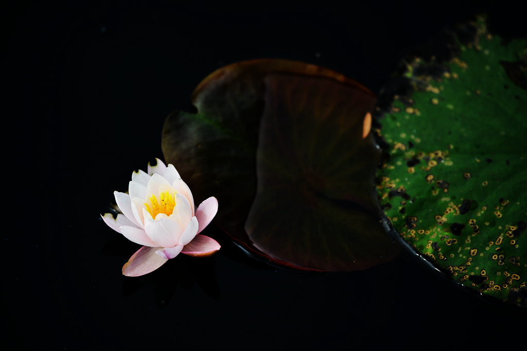 荷6
