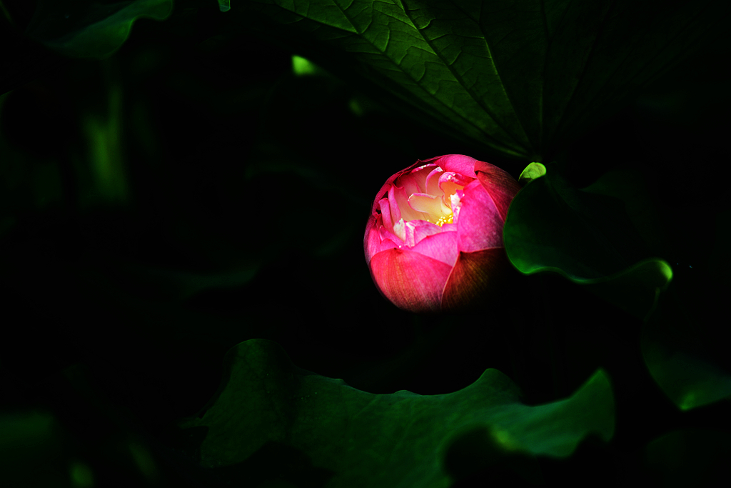 荷2