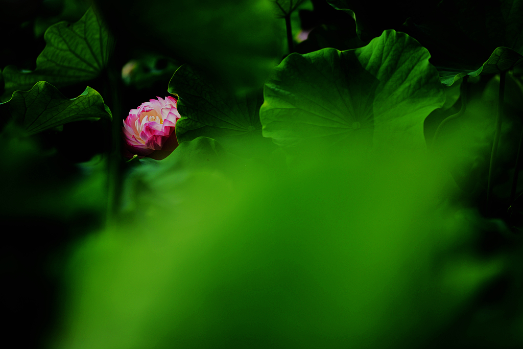 荷1